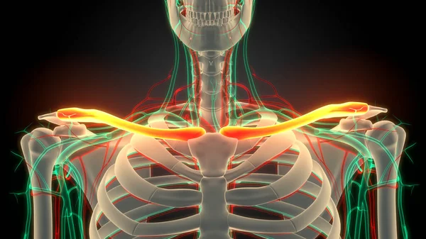 시스템 Human Skeleton System Clavicle Bone Joints Anatomy — 스톡 사진