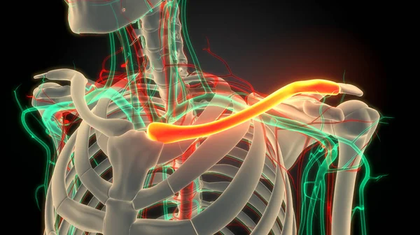 Sistema Esquelético Humano Clavícula Articulaciones Óseas Anatomía — Foto de Stock