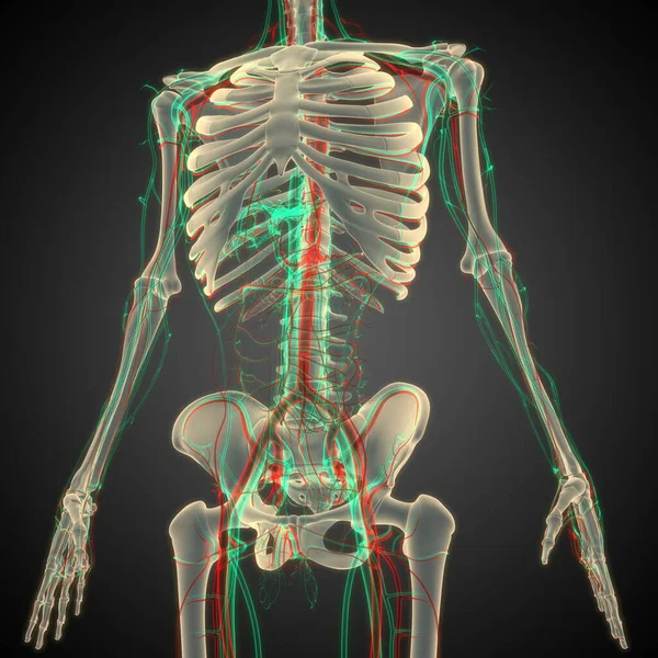 Human Skeleton System Кісткова Система Єднує Анатомію — стокове фото