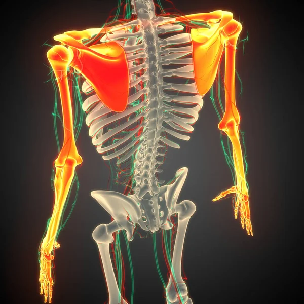 人类骨骼系统上肢骨节解剖 — 图库照片