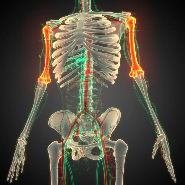 Sistema Esqueleto Humerus Huesos Articulaciones Anatomía — Foto de Stock