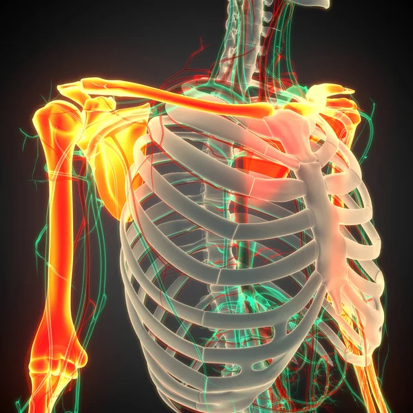 Nsan Iskelet Sistemi Üst Uzuv Kemik Eklemleri Anatomisi Boyut — Stok fotoğraf
