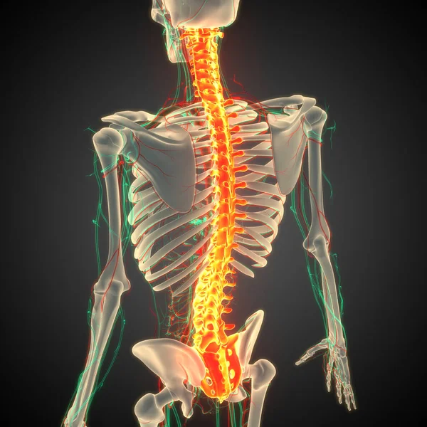 Kręgosłup Kręgosłupa Kręgosłupa Ludzkiej Anatomii Układu Szkieletowego — Zdjęcie stockowe