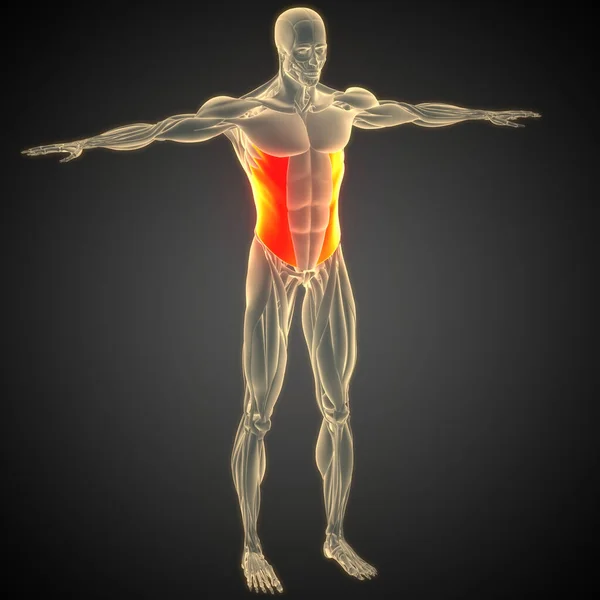 Ludzki Układ Mięśniowy Mięśnie Tułowia Anatomia Mięśnia Skośnego Brzucha — Zdjęcie stockowe