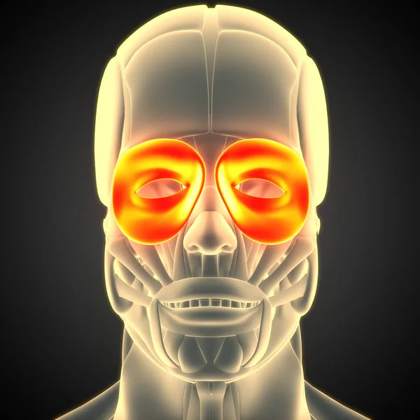 Язова Система Людського Тіла Голова Язів Orbicularis Oculi Muscle Anatomy — стокове фото