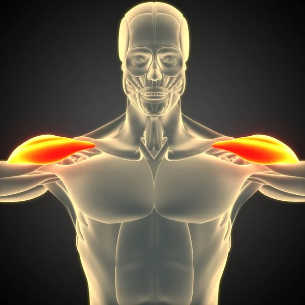 Ανθρώπινο Μυϊκό Σύστημα Βραχίονα Μυς Triceps Μυϊκή Ανατομία — Φωτογραφία Αρχείου