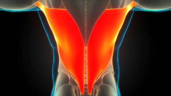 Nsan Kas Sistemi Gövde Kasları Latissimus Dorsi Kas Anatomisi Boyut — Stok fotoğraf