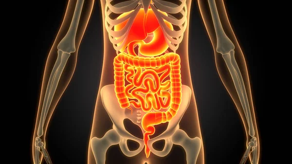 Human Digestive System Anatomy — Stock Photo, Image