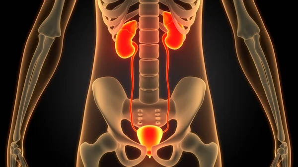 Anatomía Vesical Del Sistema Urinario Humano —  Fotos de Stock