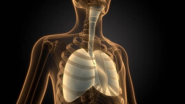 Ludzki Układ Oddechowy Anatomia Płuc — Zdjęcie stockowe