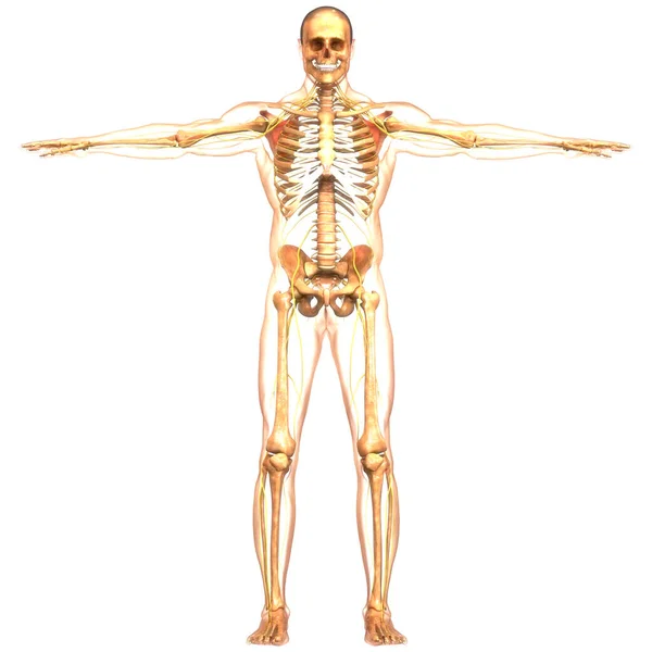 Menselijke Skelet Systeem Botten Gewrichten Anatomie — Stockfoto