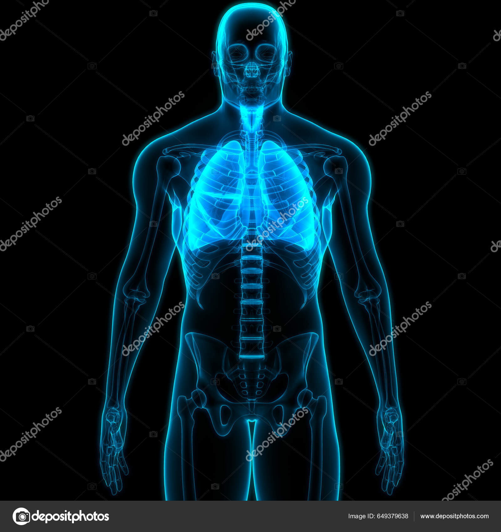 解剖学のための人間の骨格モデル、関節のない人間の骨格、組み立て 解剖学のための人間の骨格モデル、関節のない人間の骨格、組み立て