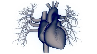 İnsan Dolaşım Sistemi Kalp Anatomisi. Üç Boyut
