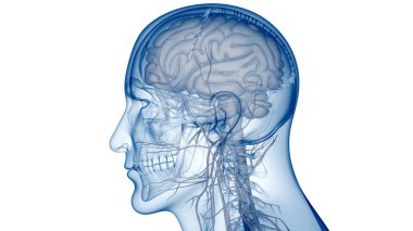 İnsan Merkezi Sinir Sistemi Beyin Anatomisi. 3d