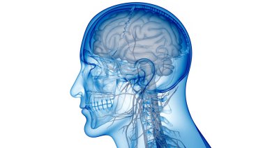 İnsan Merkezi Sinir Sistemi Beyin Anatomisi. 3d