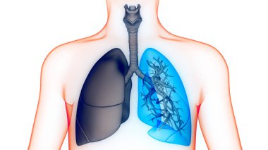 İnsan Solunum Sistemi Akciğerleri Anatomisi. Üç Boyut