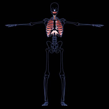 Diyafram anatomisi olan insan solunum sistemi akciğerleri. Üç Boyut