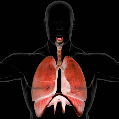 Diyafram anatomisi olan insan solunum sistemi akciğerleri. Üç Boyut