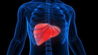 İnsan İç Sindirim Organı Anatomisi. Üç Boyut