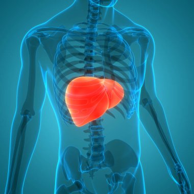 İnsan İç Sindirim Organı Anatomisi. Üç Boyut