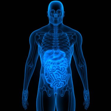 İnsan Sindirim Sistemi Anatomisi. Üç Boyut