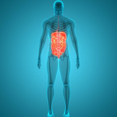 İnsan Sindirim Sistemi Anatomisi. Üç Boyut