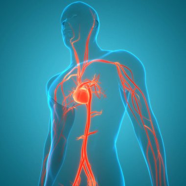 İnsan Dolaşım Sistemi Kalp Anatomisi. Üç Boyut