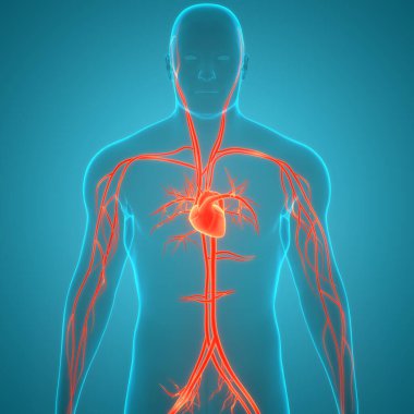 İnsan Dolaşım Sistemi Kalp Anatomisi. Üç Boyut