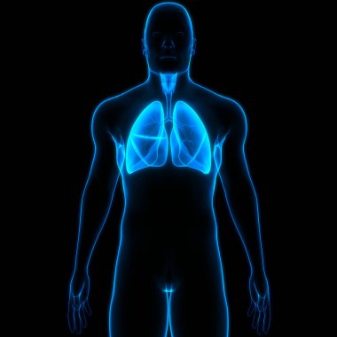 İnsan Solunum Sistemi Akciğerleri Anatomisi. Üç Boyut