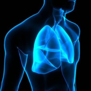 İnsan Solunum Sistemi Akciğerleri Anatomisi. Üç Boyut