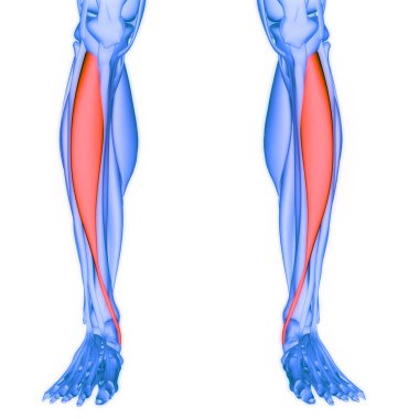 İnsan Kas Sistemi Bacak Kasları Gastrocnemius Kas Anatomisi. Üç Boyut