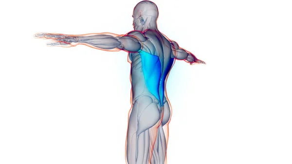 Human Muscular System Torso Muscles Latissimus Dorsi Muscle Anatomy — Stock Photo, Image