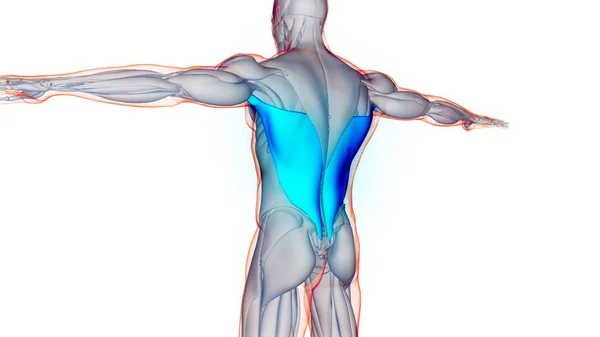 Mänskliga Muskelsystemet Bål Muskler Latissimus Dorsi Muskelanatomi Tredimensionell — Stockfoto