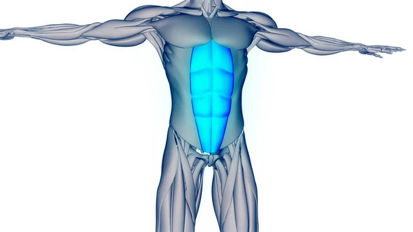 Sistema Muscular Humano Músculos Del Torso Anatomía Muscular Del Recto —  Fotos de Stock