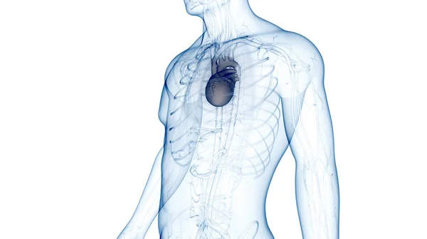 人类循环系统心脏解剖 — 图库照片