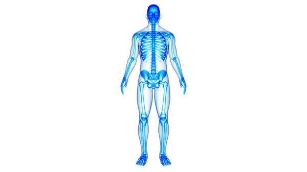 스켈레톤 시스템 Human Skeleton System 쌍둥이 해부학 — 스톡 사진
