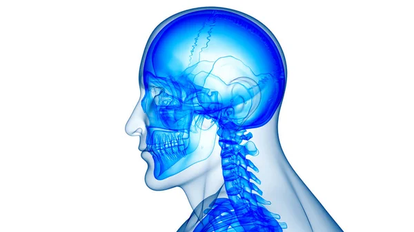 Anatomia Delle Parti Ossee Del Cranio Del Sistema Scheletrico Umano — Foto Stock