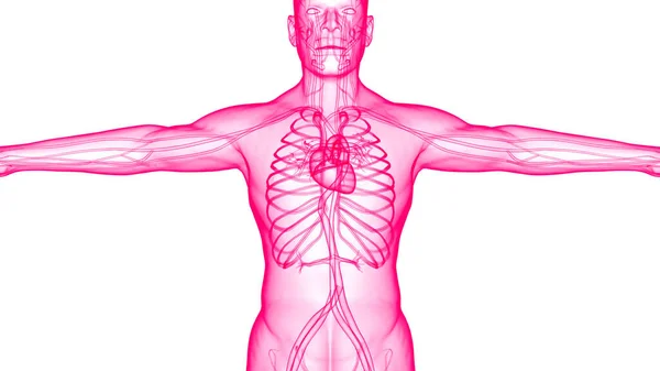 Sistem Sirkulasi Manusia Anatomi Jantung — Stok Foto