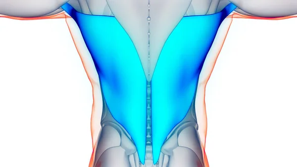 Ludzki Układ Mięśniowy Mięśnie Tułowia Latissimus Dorsi Anatomia Mięśni — Zdjęcie stockowe