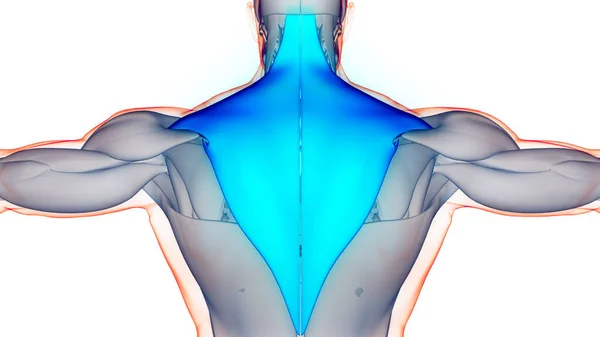 Lidský Svalový Systém Torso Svaly Trapezius Svalová Anatomie — Stock fotografie