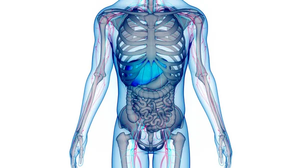 Mänskliga Matsmältningssystemet Anatomi Tredimensionell — Stockfoto