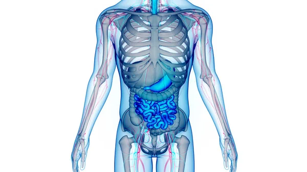 Anatomi Sistem Pencernaan Manusia — Stok Foto