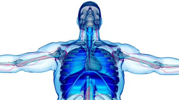 ダイヤフラム解剖学と人間の呼吸器系の肺 — ストック写真