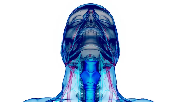 Larynx Van Het Menselijk Ademhalingssysteem Pharynx Anatomie — Stockfoto