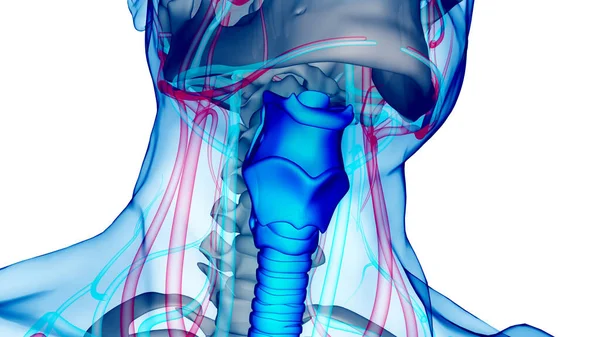 Sistema Respiratório Humano Laringe Faringe Anatomia — Fotografia de Stock