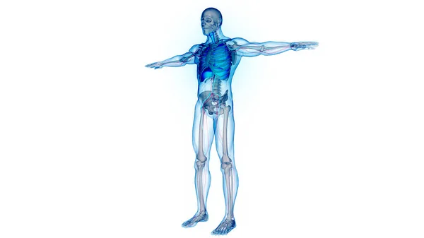 Sistem Pernapasan Manusia Anatomi Paru Paru — Stok Foto