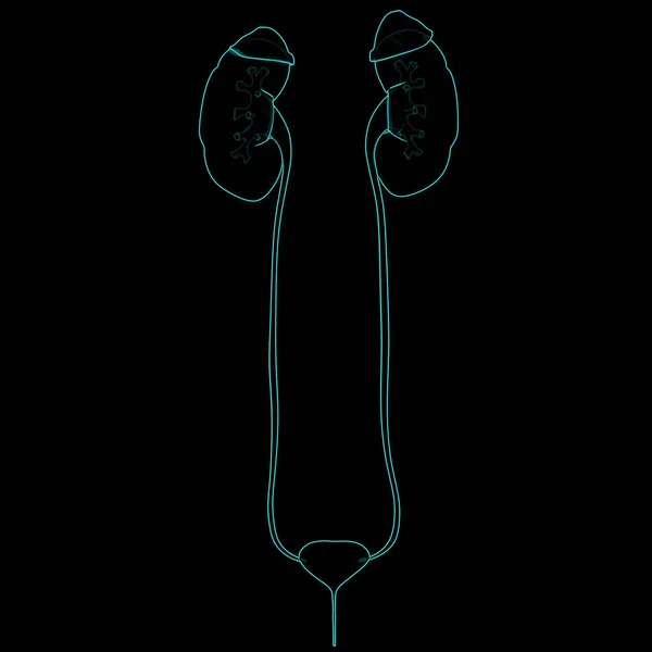 Ihmisen Virtsateiden Munuaisten Virtsarakon Anatomia — kuvapankkivalokuva