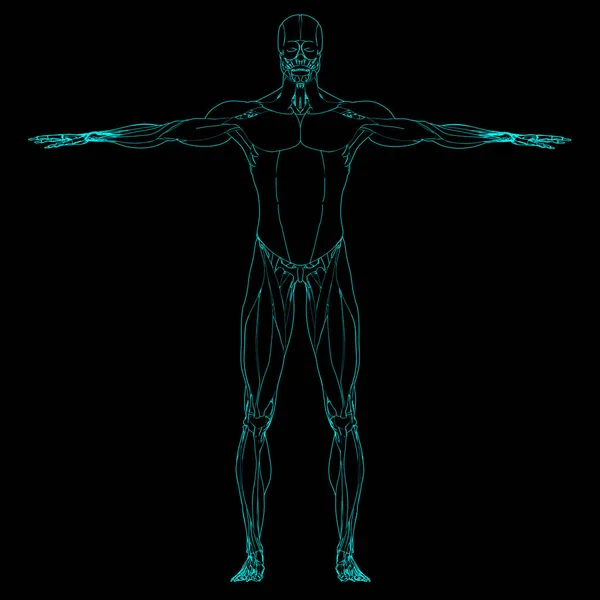 인간의 Body Muscular System 해부학을 가리킨다 — 스톡 사진