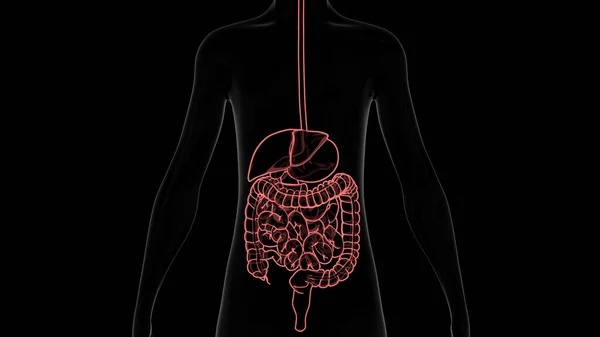 Anatomie Des Menschlichen Verdauungssystems — Stockfoto