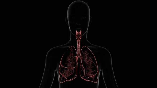 Анатомия Легких Дыхательной Системы Человека — стоковое фото